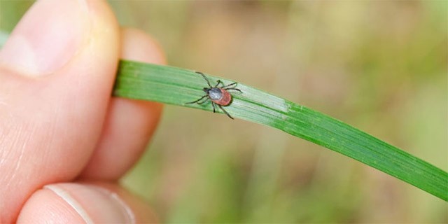 ЯК УБЕРЕГТИСЯ ВІД КЛІЩІВ ?